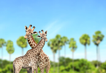 Two cute curiosity giraffes on summer landscape background. Couple of giraffe looks interested. Animal stares interestedly. Beautiful scenic with pair of giraffe, palm trees and blue sky