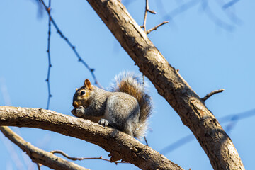 Funny squirrel in central park in New York City (USA)