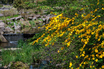 黄色く咲き誇るヤマブキ