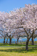 Fototapeta premium 満開の桜の花と湖山池 鳥取県 湖山池