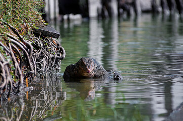 The Asian water monitor (Varanus salvator) is a large varanid lizard native to South and Southeast Asia.