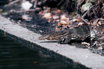The Asian water monitor (Varanus salvator) is a large varanid lizard native to South and Southeast...