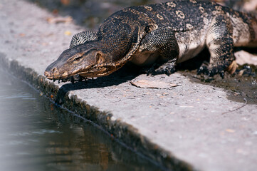 The Asian water monitor (Varanus salvator) is a large varanid lizard native to South and Southeast Asia.