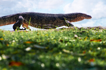 The Asian water monitor (Varanus salvator) is a large varanid lizard native to South and Southeast Asia.
