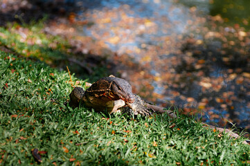 The Asian water monitor (Varanus salvator) is a large varanid lizard native to South and Southeast Asia.