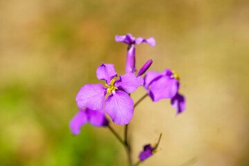 野原に咲く紫色のオオハラセイトウ