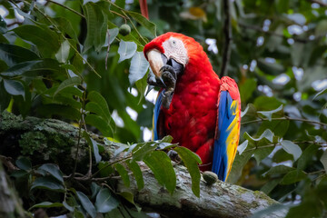 Scharlachara in Costa Rica