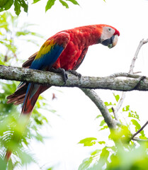 Scharlachara in Costa Rica