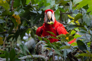 Scharlachara in Costa Rica