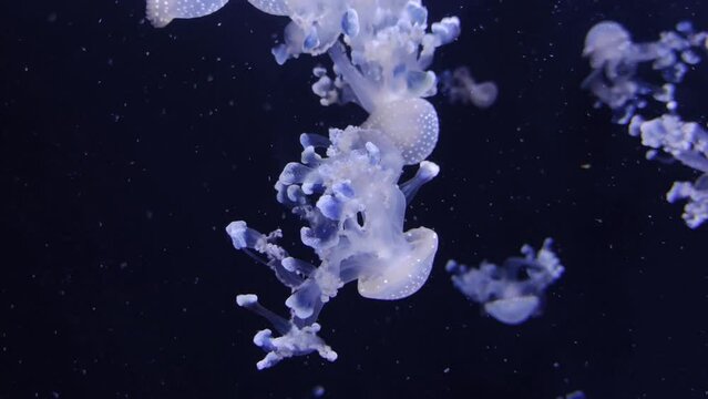 Jellyfish 4K video footage, marine video clip, sea creatures close view