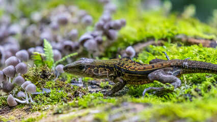 Eidechse in Costa Rica