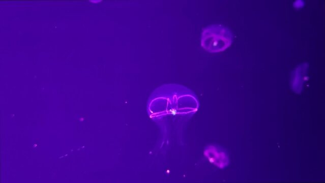 Jellyfish 4K video footage, marine video clip, sea creatures close view