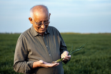 Portrait of senior farmer standing in wheat field holding crop in his hands.