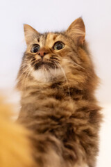 Long Haired Tabby Cat close-up portrait
