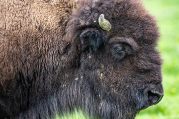 Portrait de profil d'un bison