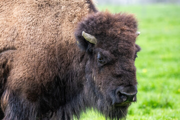 Portrait d'un bison