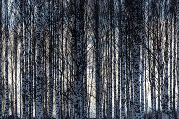 Rolgordijnen Vallentuna, Sweden A stand of birches  in a field with dark ominous storm clouds. © Alexander