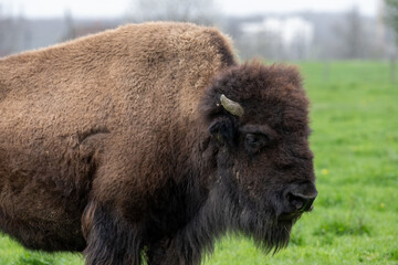 Portrait d'un bison