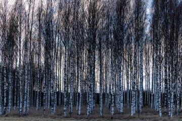 Vallentuna, Sweden A stand of birches  in a field with dark ominous storm clouds.