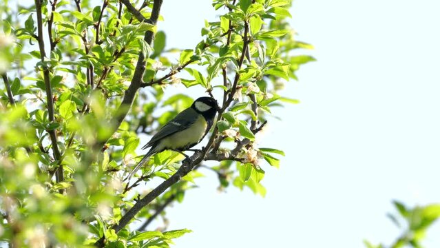 Kohlmeise (Parus major) singend auf Ast