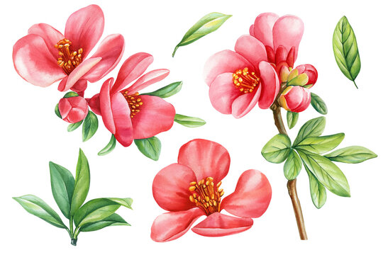 Beautiful bloom sakura, botanical flowers set. Hand drawn Watercolor floral illustration, blooming branch quince flower