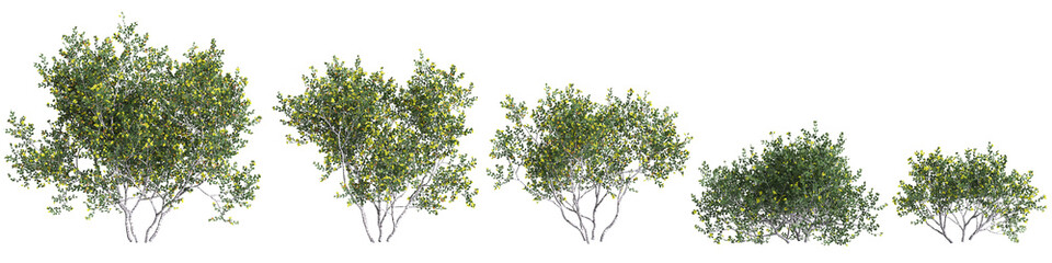 3d illustration of set Larrea cuneifolia tree isolated on transparent background - obrazy, fototapety, plakaty
