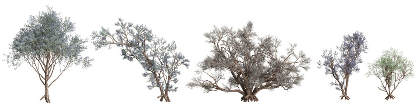 3d illustration of set Psorothamnus spinosus tree isolated on transparent background