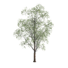 3d illustration of Eucalyptus globulus tree isolated on transparent background