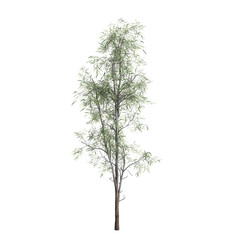 3d illustration of Eucalyptus globulus tree isolated on transparent background