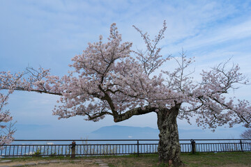 桜　春の屋島山上　瀬戸内海(香川県高松市)