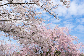 満開の桜　青空背景