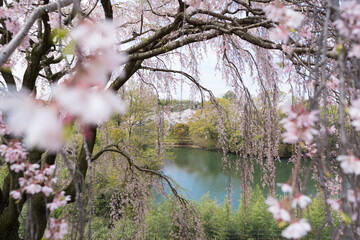 枝垂れ桜　ため池(香川県)
