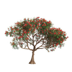 3d illustration of Delonix regia tree isolated on transparent background - obrazy, fototapety, plakaty