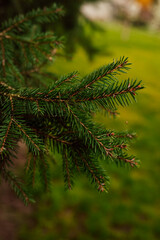 Young branches of a Christmas tree. Spring forest. Protecting nature
