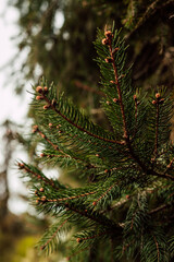Young branches of a Christmas tree. Spring forest. Protecting nature