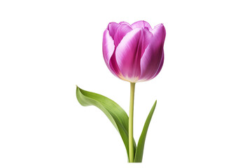 Naklejka premium Solitary Pink Tulip Dancing Amidst Green Leaves. On White or PNG Transparent Background.