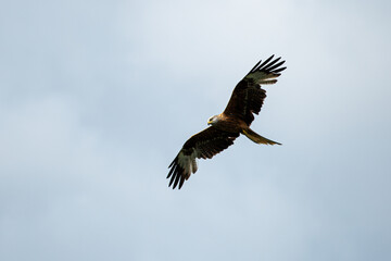 Obraz premium Red kite soaring high in the sky.