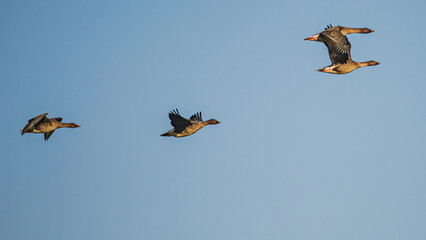 A flock of wild geese flying against the blue sky