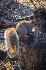 Funny squirrel in central park in New York City (USA)