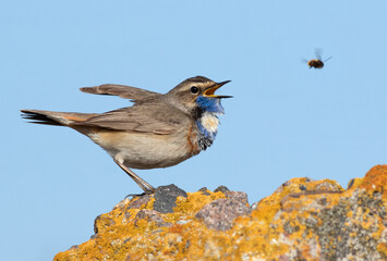 Bluethroat, Luscinia svecica. The bird sings and reacts to a bumblebee flying nearby