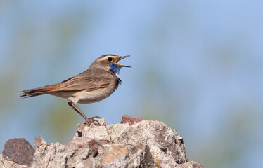 Bluethroat, Luscinia svecica. A bird sits on a rock and sings