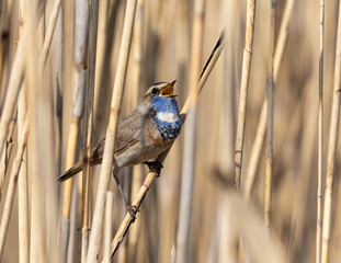 Bluethroat, Luscinia svecica. A singing bird sits in a reed thicket on a riverbank