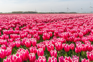 Red and white flowering tulips at a specialized Dutch bulb nursery. In the background are wind turbines for generating electricity. It is a beautiful spring day with some light clouds in the sky.