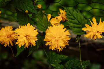 Yellow spring flowers in the garden. The first flowers. Garden Flower