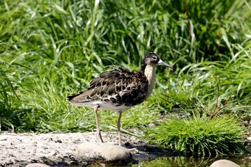 oiseau