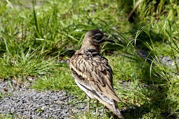 oiseau
