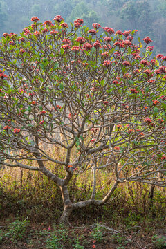 Vertical view of red orange blooming plumeria aka frangipani tree in rural countryside, Chiang Dao, Thailand