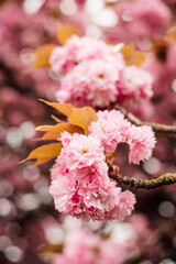 Pink luxurious cherry blossoms. Spring cherry blossoms in the garden.
