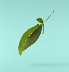 Beautiful fresh green Sage or Salvia leaf falling in the air isolated on turquoise backgound