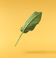 Beautiful fresh green Sage or Salvia leaf falling in the air isolated on yellow backgound